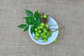Neem leaves,ÃÂ  fruits, and stems on bowl. Medicinal neem seeds, leaf, branches for homeopathy, ayurveda traditional raw material